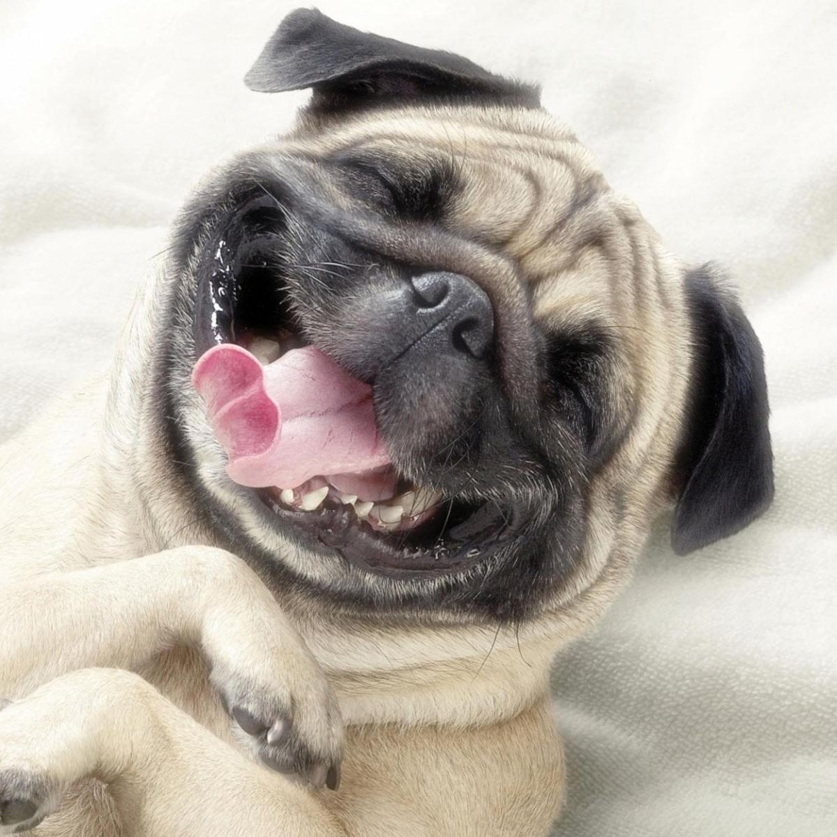 I am a little pug who follows back 100% Guaranteed!