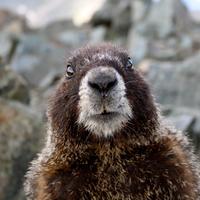 MarmotCalledAlan (@burntdeadbird) 's Twitter Profile