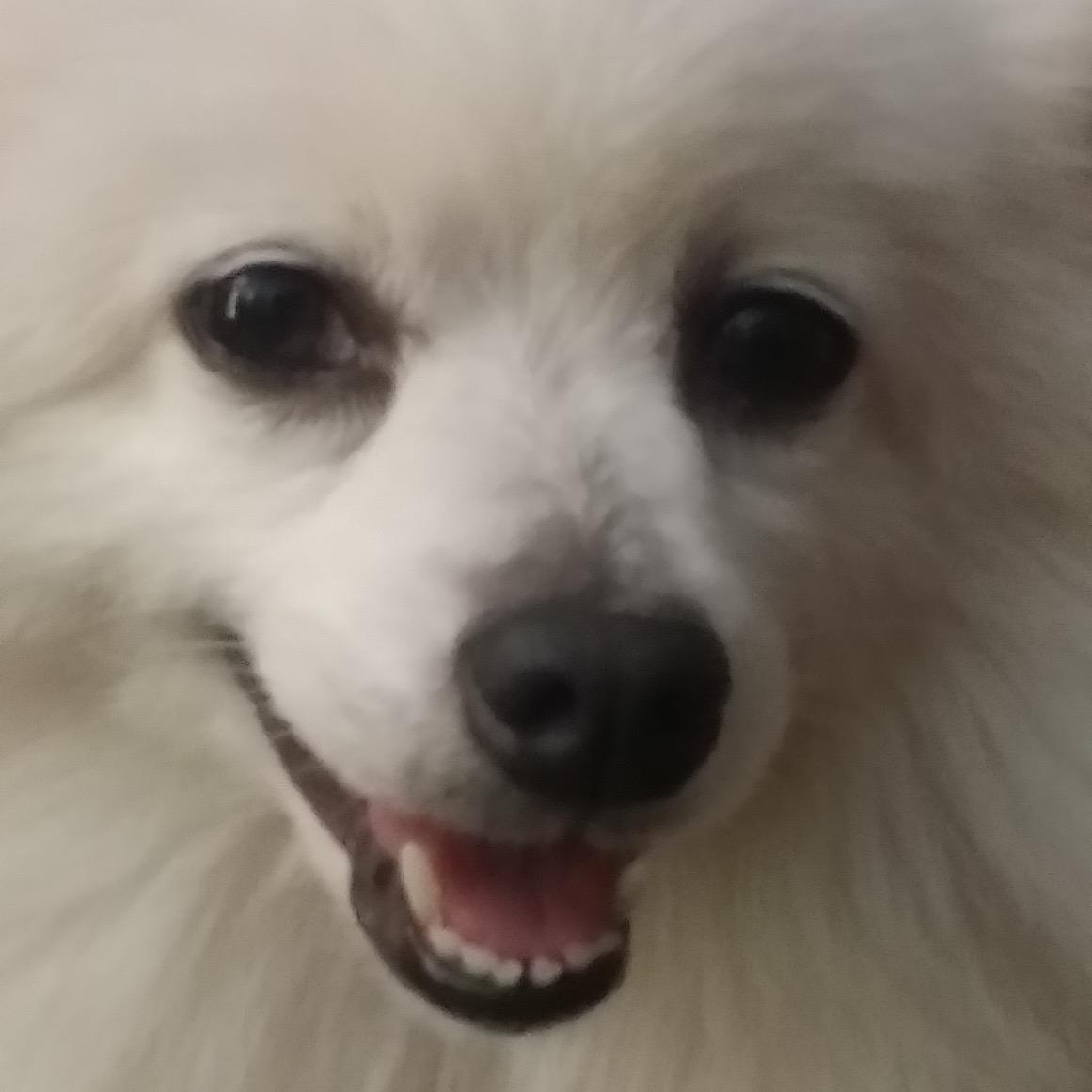 Dedicated Guard Dog, Barker, Dancer, Treats Aficionado, Comic Relief, Cat Fight Mediator, Miss Congeniality, fond of Goth Lipstick and White Eyelashes