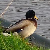 Im GedankenFluss (@deutschtweetor) 's Twitter Profile