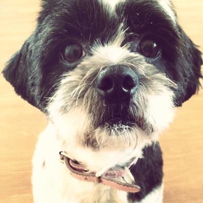 Hi guys! Welcome to my twitter account. My name is bliss and im a maltese shih tzu, adopted from the shelter. I love my family, playing and food ;)
