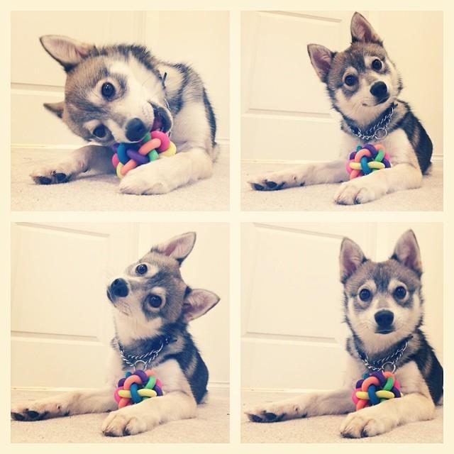 Hi, my name is Kobi. I am an Alaskan Klee Kai. Please follow me on my wacky daily adventures!