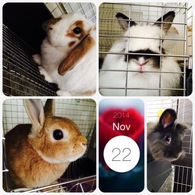 nikochanma_ku's profile picture. 