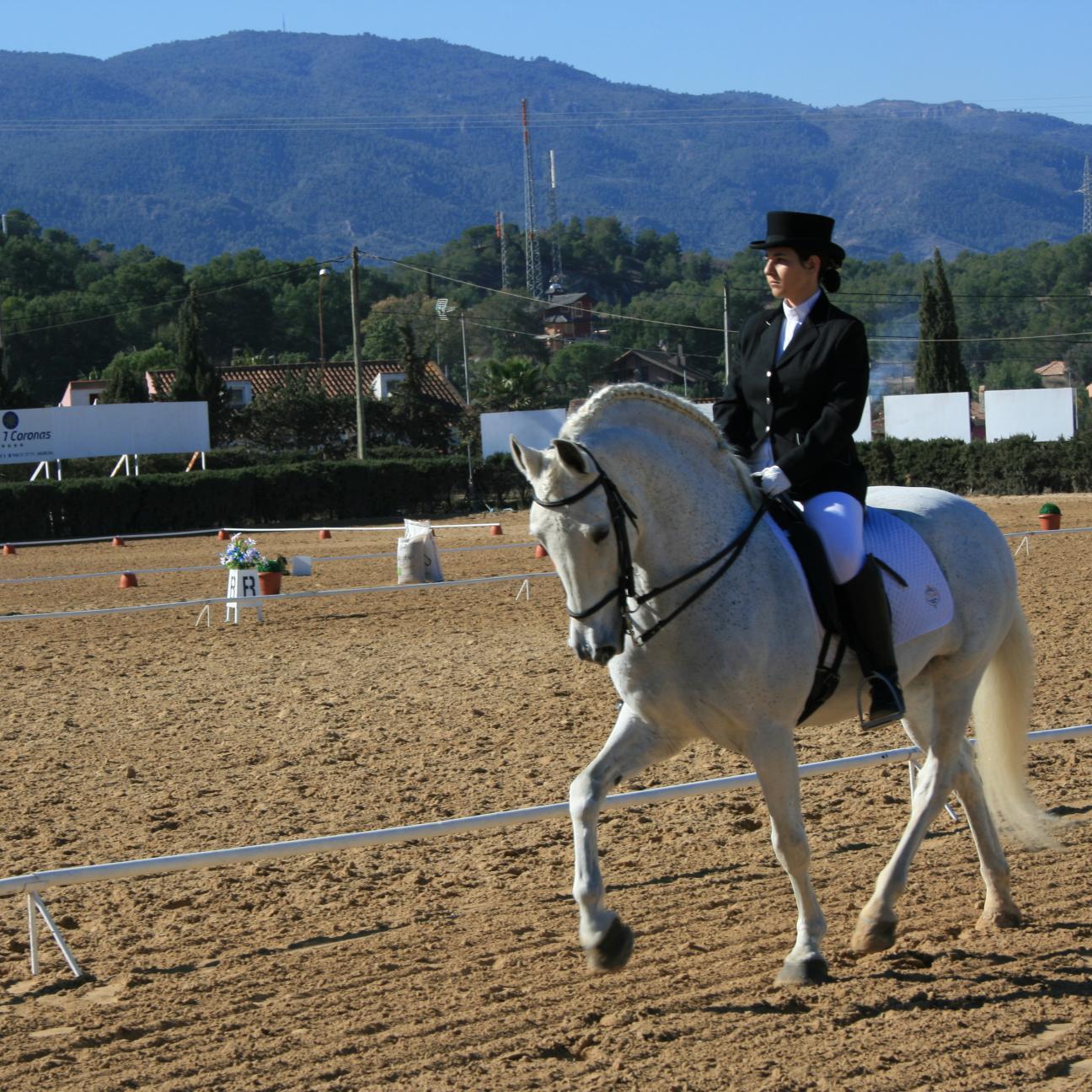 Clases de equitación para todos los niveles y edades. Doma Clásica, Salto, Escuela de verano. Pupilaje, Herrador, Domador. Email: clubhipicomarialuisa@gmail.com