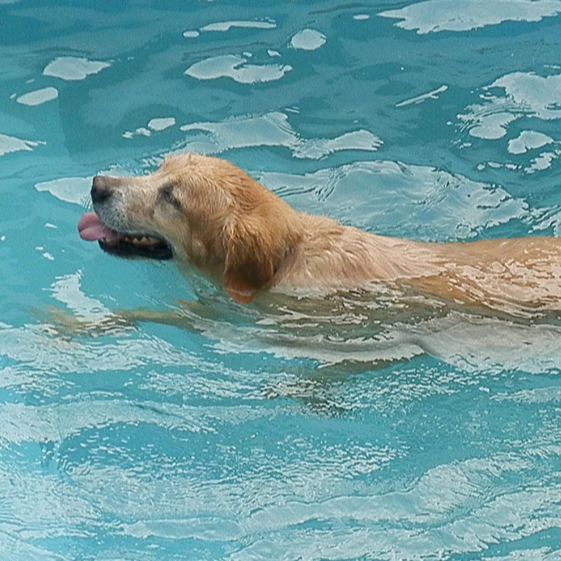 Hotel para mascotas
+(507) 6639-9699  
+(507) 386-3885 

feccebock mascota resort  mascotaresort@hotmail.com