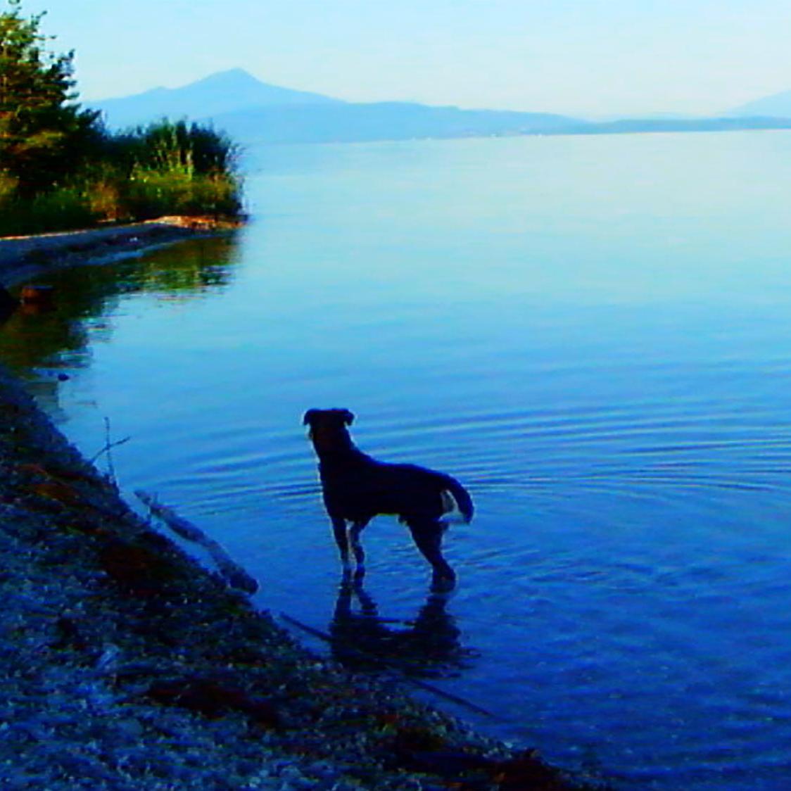 pig_island (pig_island) ทวิตเตอร์