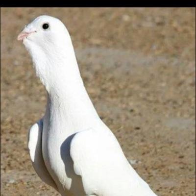 الحب ليسه من هوايتي بس عقدا صغيره عندما ارائها سوفا اقدم حبي لها بدون اي شك حبك بقلبي ماله حدود اذا في حدود احبك حب تهريب حكم علي زماني هيك وذا مو عاجبكي طبعي