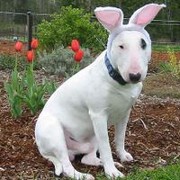 sarah-dawn pope (@spopes7) 's Twitter Profile