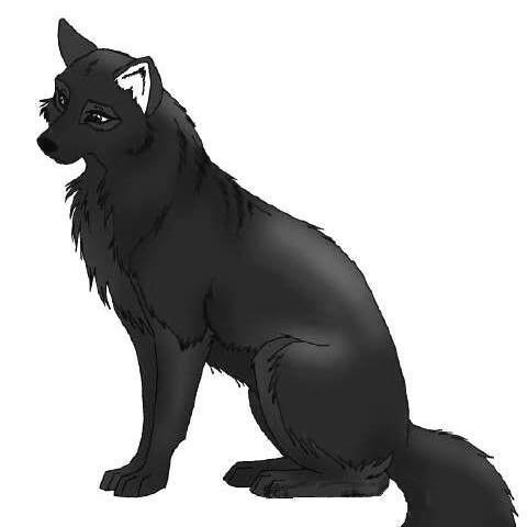 Hi I'm NightNess I'm a female lone wolf who travels alone and lives in darkness #Taken by: @ShastaTheWolfRP he's the best :3
