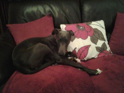 williswhippet's profile picture. my name is willis i like sleeping and weeing indoors when it is raining