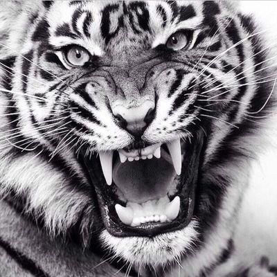 Blistedx's profile picture. 