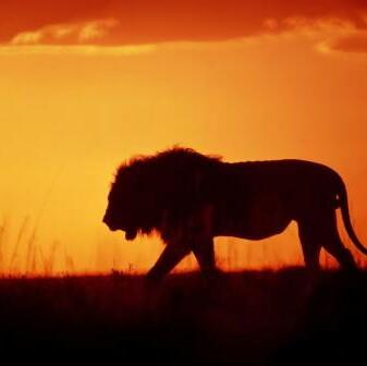 A lion does not concern himself with the opinions of sheep.