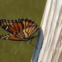 Chris Braxton - @Boisenights - Twitter