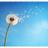WishflowerCo's profile image