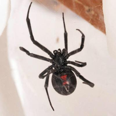 Spider_aye's profile picture. If my tweets make you laugh follow me fam