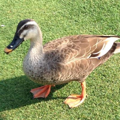 鍋は水炊き(ポン酢)が一番。特に鶏肉が有ればなお良し(鱈でも可)そして妖怪ウォッチ4の酒ナツにハマりました。マメルリハ可愛い…もう30になるのか…