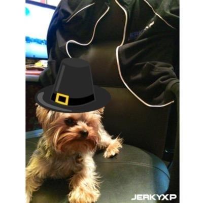 CFO of @JerkyXP. I nap a lot and love chewing on anything I can find. Started in a kennel now we here. I can out snipe you with my paws.
