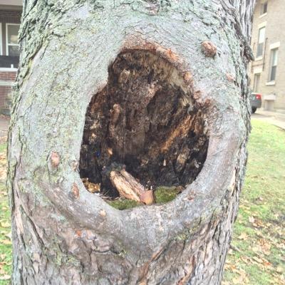 HoleInTreeE13th's profile picture. What's in my hole?