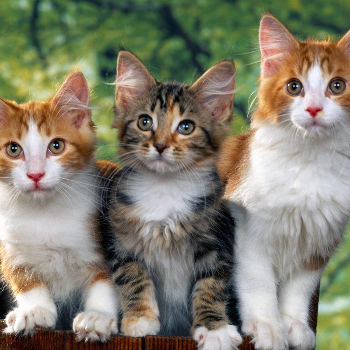 AliGarza6's profile picture. 