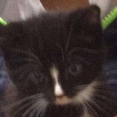 Welcome to this shitty twitter account that I rarely tweet on. Any follows are muchly appreciated!