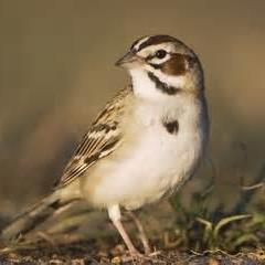 I enjoy bird watching,photography,reading poetry,gardening #Aspergers NO DMs