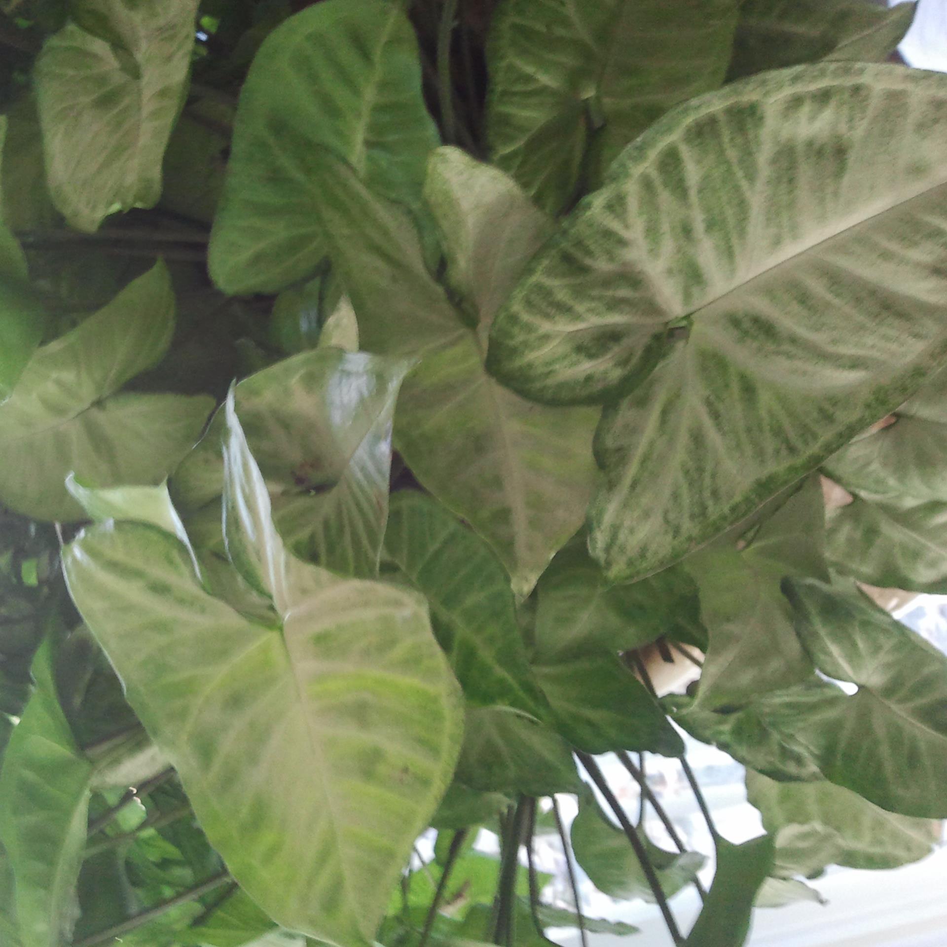 Organic Greenhouse vegetable farming!.. GHANA