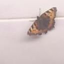 AliceTheMcQueen's profile picture. Writer of poetry, fiction, plays and other fanciful things. NUI Galway. B.A. in English. M.A. in Writing. Cat lover.