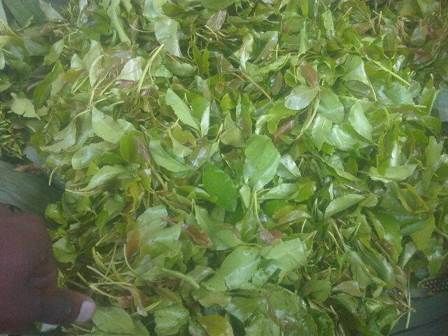 skeleotema76's profile picture. December bby