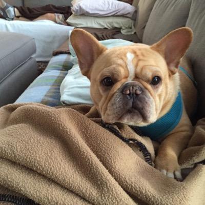 IBMer-aspiring to be a IoT nerd...voracious Boston sports fan, Crossfitter, traveler, French Bulldog lover...& foodie All views are my own