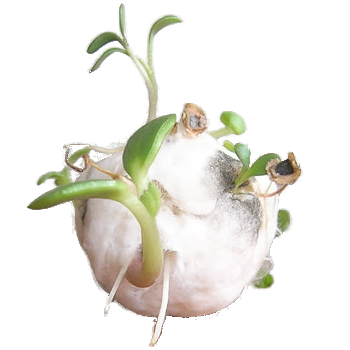 PulpArt's profile picture. 