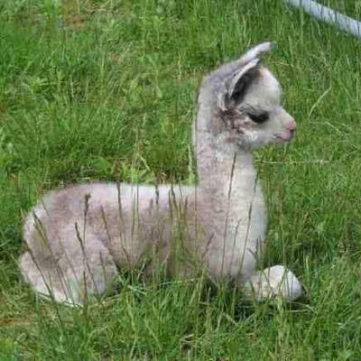 tittylissa's profile picture. 