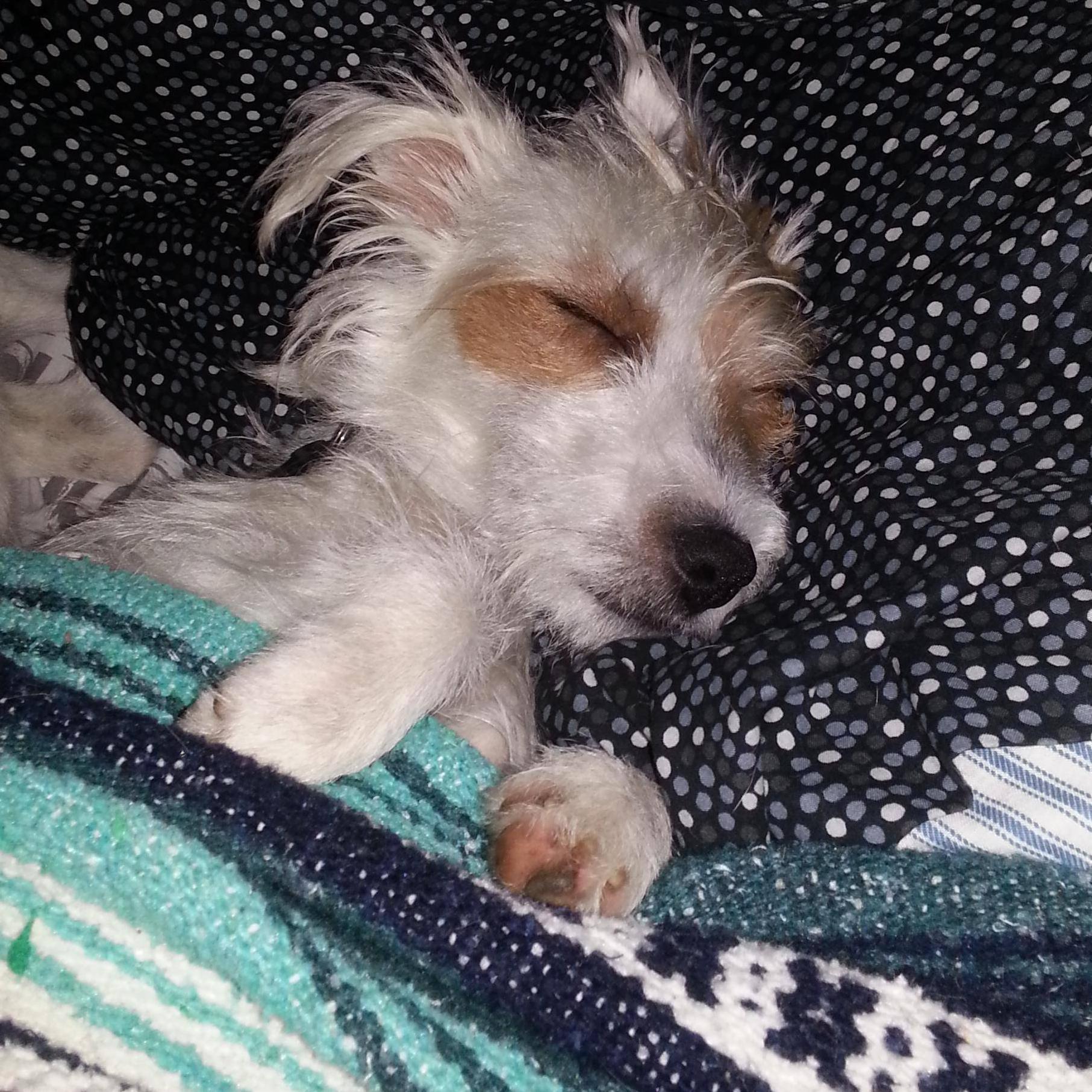 1flyingdagger's profile picture. 