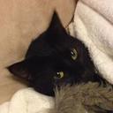 Cindy Christopher - @Cooking_Kitten - Twitter