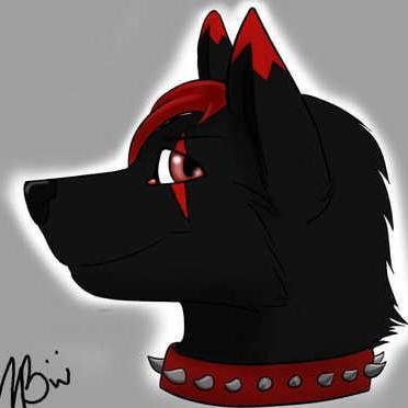 A shy wolf