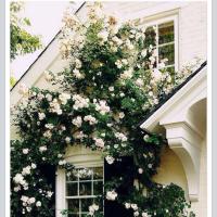 السيده الراسيه (@mrs_1941) 's Twitter Profile