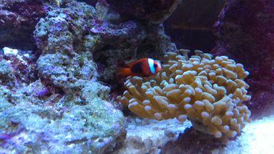 Fishtankdude's profile picture. 