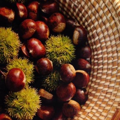 Largest producting chestnut orchard in the mid-Atlantic. Fresh chestnuts, gluten free chestnut flour etc. HRF is on the National Register of historic places.