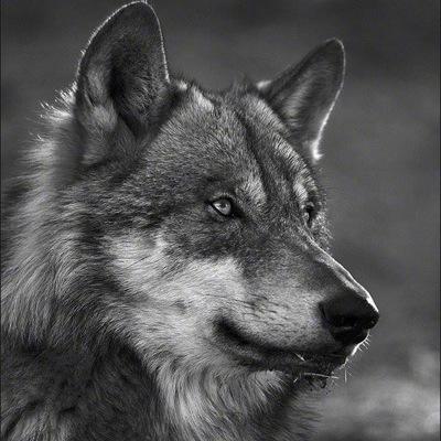 Away from humans.. somewhere with wolves... Anni, amori e bicchieri di vino, non si contaro mai. I stand with Palestine 🇵🇸