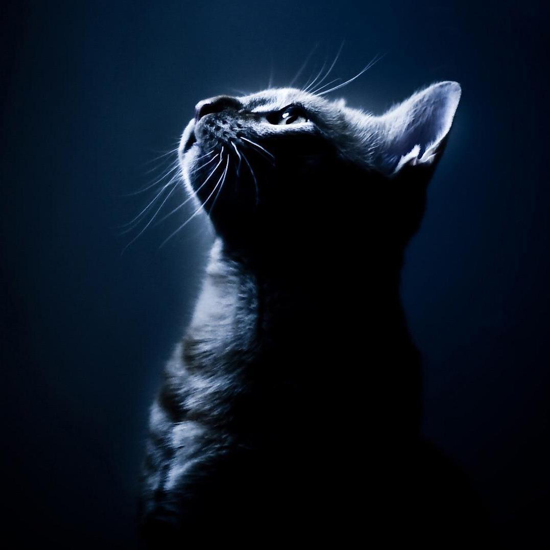 ...Apenas mais um gamer...a única diferença é q sou um gamer animal (sou um gato)...