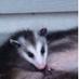 Jeff (@pistollewis1976) Twitter profile photo