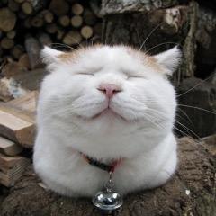 jzbando's profile picture. フォロー歓迎します！協力し合おう(｀・∀・´)