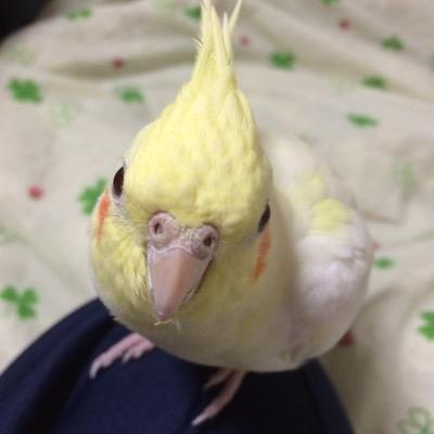 ごとぉー 鳥好き女子 Okamenozunda Twitter ごとぉー 鳥好き女子 Okamenozunda Twitter