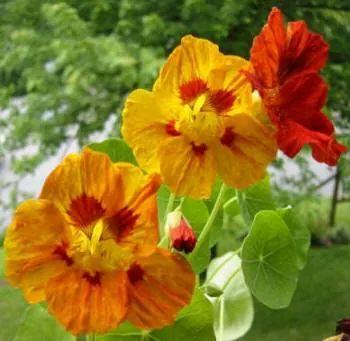 GiuseppaMuli's profile picture. 