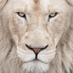 Assad Elarabi (@assad_elarabi) Twitter profile photo Assad Elarabi (@assad_elarabi) Twitter profile photo