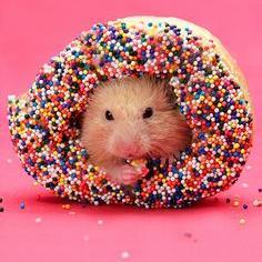 Give me your doughnut and I´ll give you my world. I´m serious. Go on, I´m waiting.