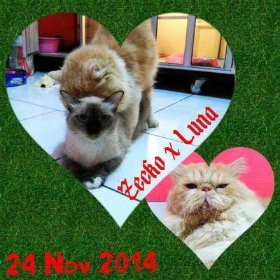 be a cat adopter is a big happy