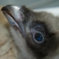 Fundación Gypaetus (@fgypaetus) 's Twitter Profile