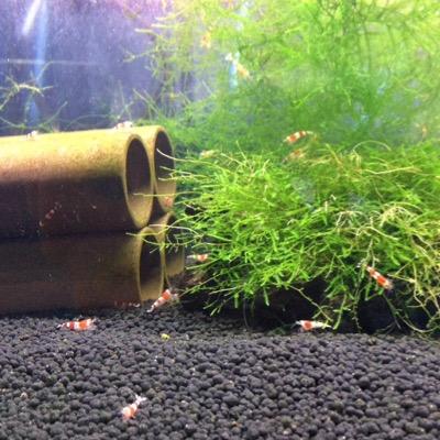 レッドビーの繁殖に成功。
エビを愛する山口です。
パウパウアクアガーデンにはいつもお世話に。