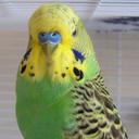 Michael Budge - @BaysideBudgie - Twitter