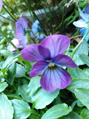 TeaChamong's profile picture. 花が好きな関西人です。特に紫陽花やバラが大好きです。